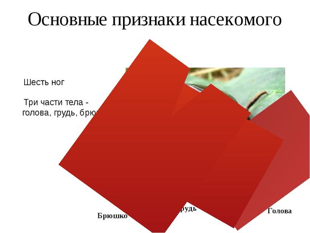 Презентация для обучающихся подготовительной группы " Насекомые"