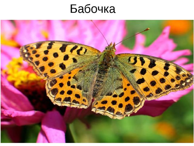 Презентация для обучающихся подготовительной группы " Насекомые"