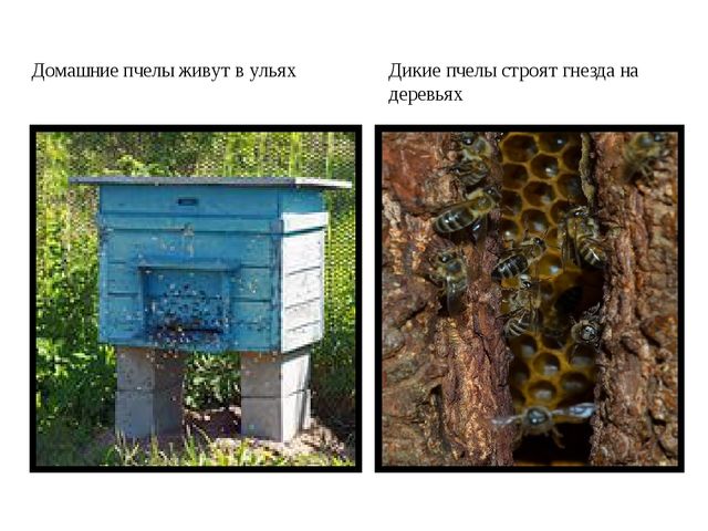 Презентация для обучающихся подготовительной группы " Насекомые"