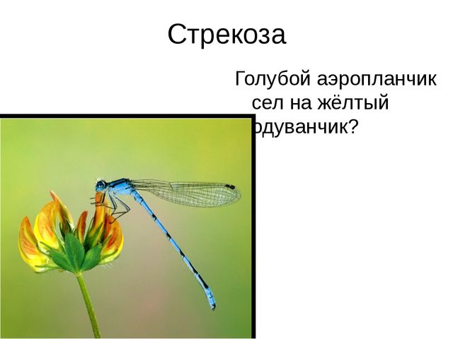 Презентация для обучающихся подготовительной группы " Насекомые"