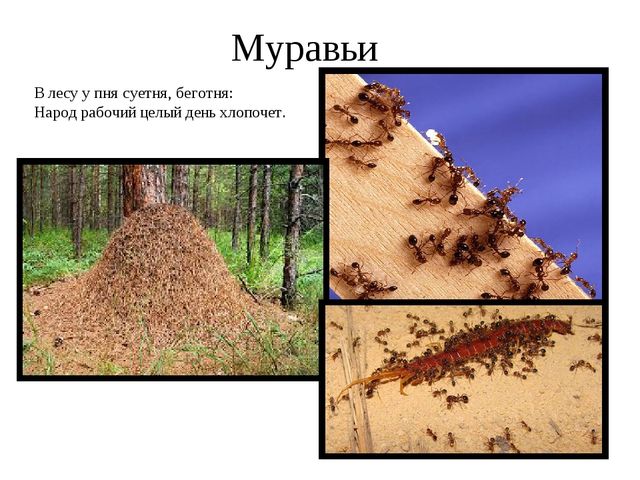 Презентация для обучающихся подготовительной группы " Насекомые"