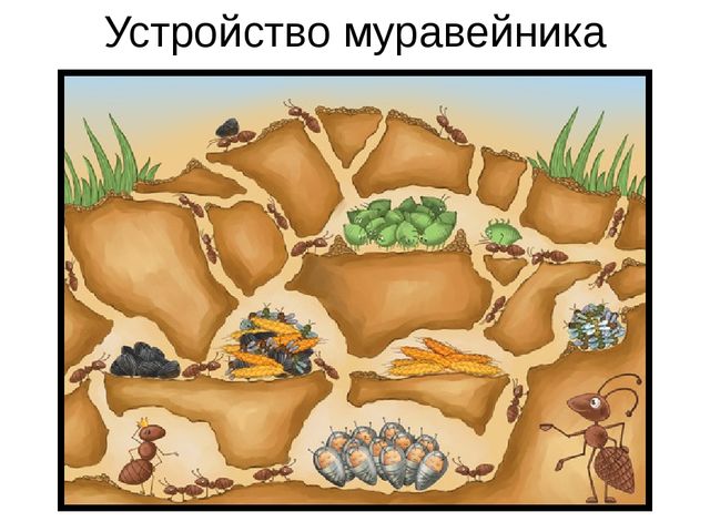 Презентация для обучающихся подготовительной группы " Насекомые"