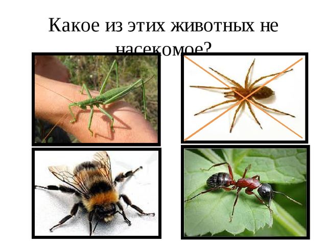 Презентация для обучающихся подготовительной группы " Насекомые"