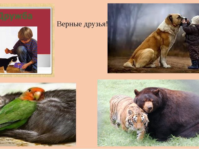 Презентация для старшей группы "Дружба"
