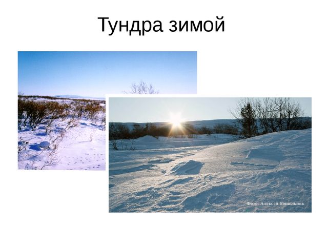 Презентация к проекту "Народы Севера"