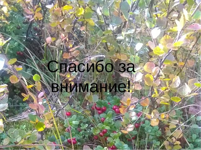 Презентация к проекту "Народы Севера"