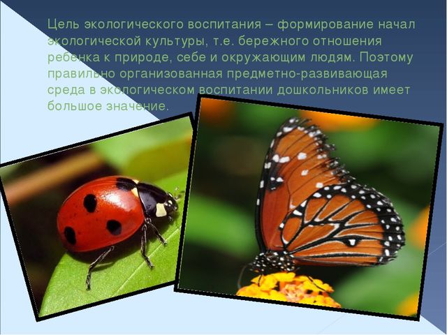 Презентация по экологическому воспитанию "Организация предметно - пространственной среды в группах ДОУ"