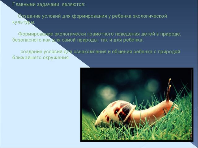 Презентация по экологическому воспитанию "Организация предметно - пространственной среды в группах ДОУ"