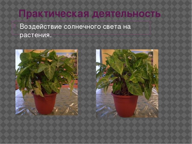Презентация "Экспериментально исследовательская деятельность дошкольников"