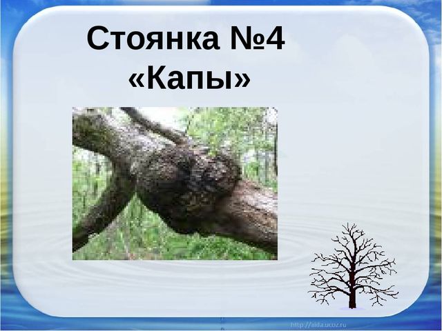 Презентация "Красная книга Аршана"