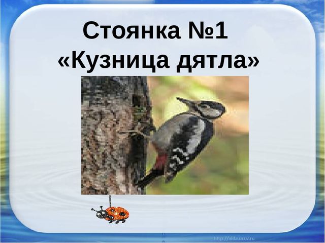 Презентация "Красная книга Аршана"