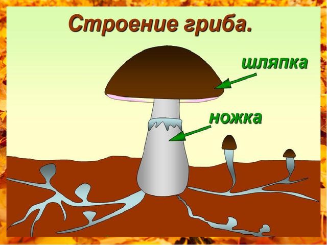 Презентация на тему "Белый гриб. Лепка"