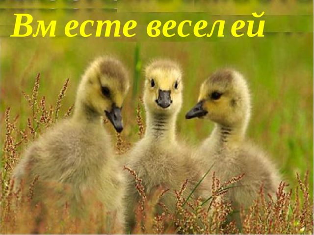Презентация "Сказка о толерантности"