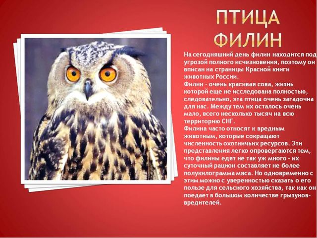 Презентация на тему "Красная книга" для подготовительной группы