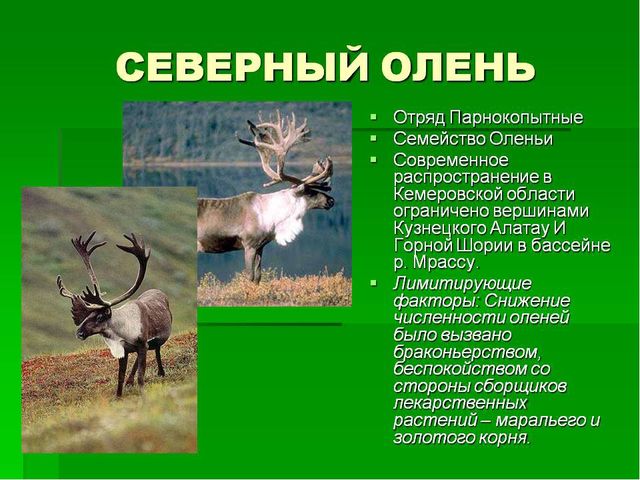 Презентация на тему "Красная книга" для подготовительной группы