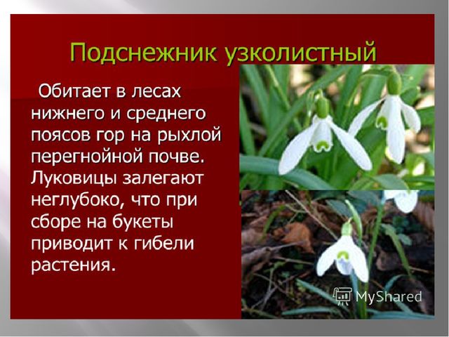 Презентация на тему "Красная книга" для подготовительной группы