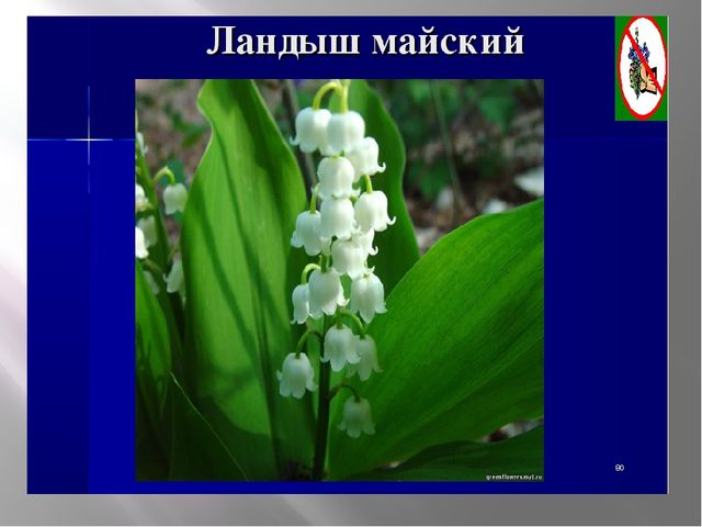 Презентация на тему "Красная книга" для подготовительной группы