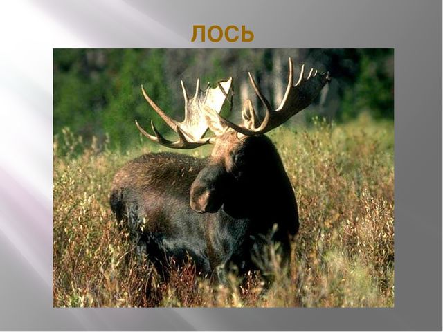 Презентация на тему "Красная книга" для подготовительной группы