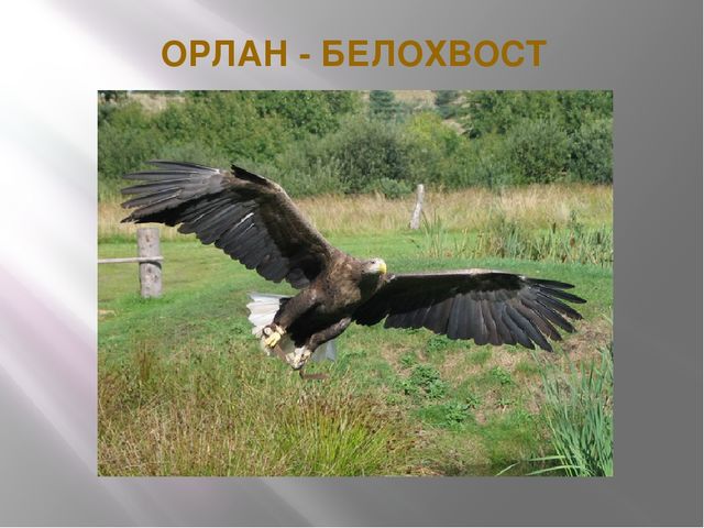 Презентация на тему "Красная книга" для подготовительной группы
