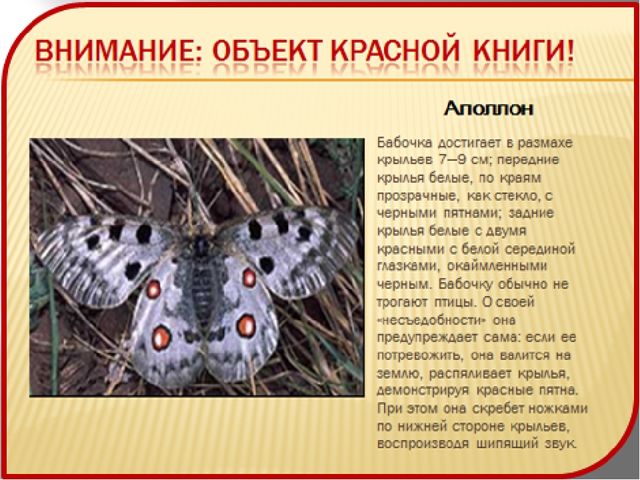 Презентация на тему "Красная книга" для подготовительной группы