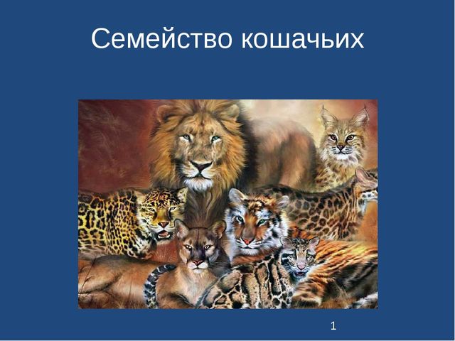 Презентация к занятию "Семейство кошачьих" для детей подготовительной группы