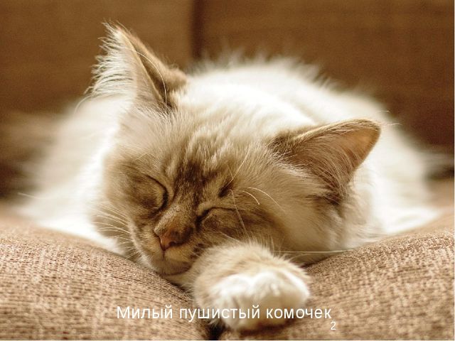 Презентация к занятию "Семейство кошачьих" для детей подготовительной группы