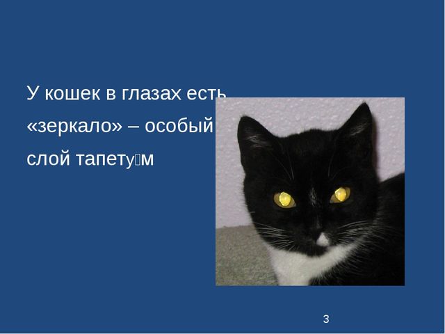 Презентация к занятию "Семейство кошачьих" для детей подготовительной группы