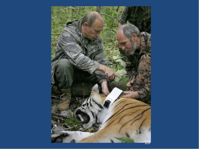 Презентация к занятию "Семейство кошачьих" для детей подготовительной группы