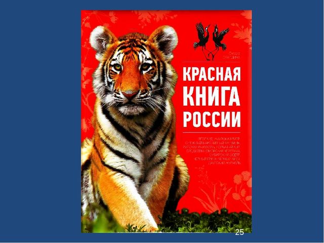 Презентация к занятию "Семейство кошачьих" для детей подготовительной группы