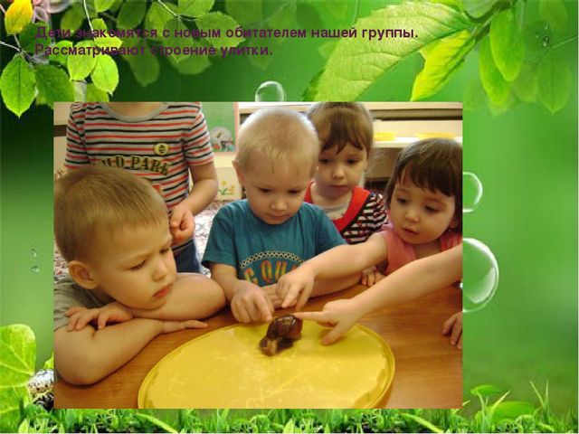 Презентация по ознакомлению с миром природы