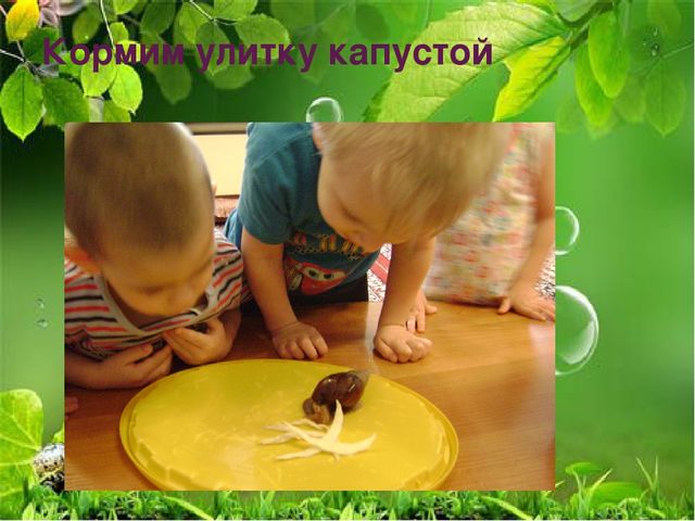Презентация по ознакомлению с миром природы
