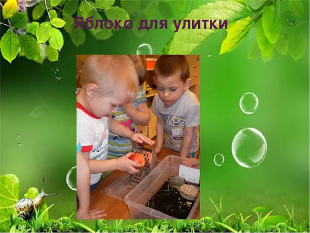 Презентация по ознакомлению с миром природы