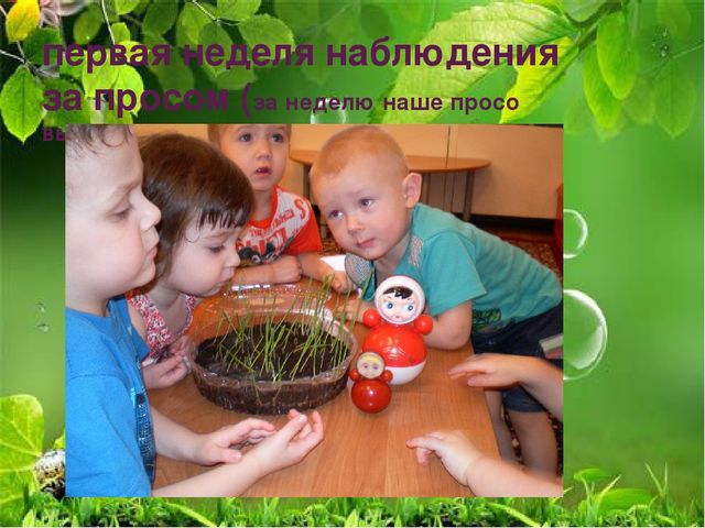 Презентация по ознакомлению с миром природы