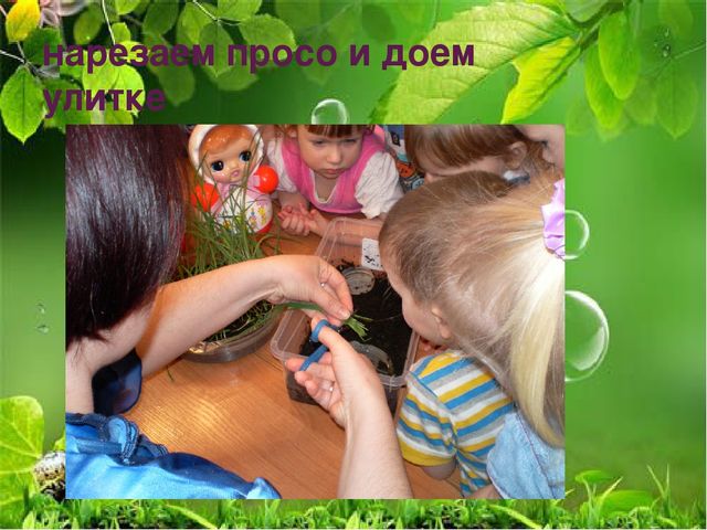 Презентация по ознакомлению с миром природы