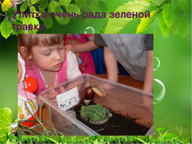 Презентация по ознакомлению с миром природы