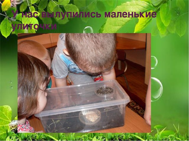Презентация по ознакомлению с миром природы