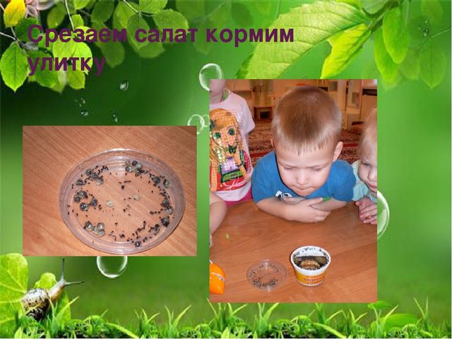 Презентация по ознакомлению с миром природы