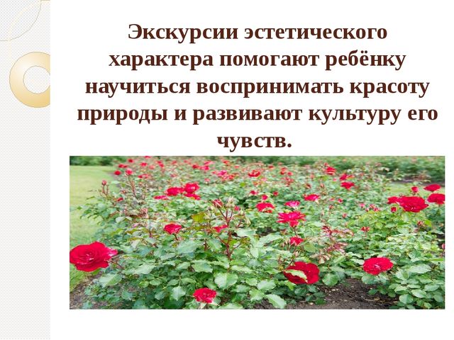 Организация экскурсий с дошкольниками