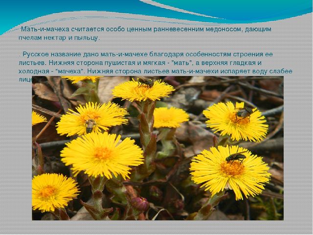 Презентация по ознакомлению с миром природы