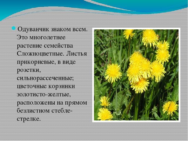 Презентация по ознакомлению с миром природы