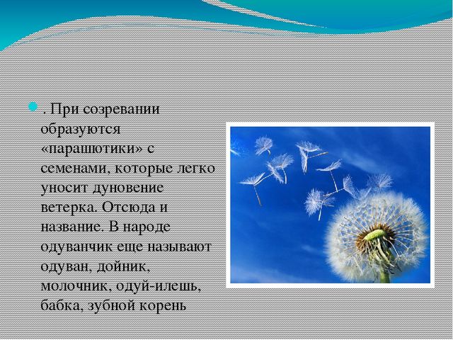 Презентация по ознакомлению с миром природы