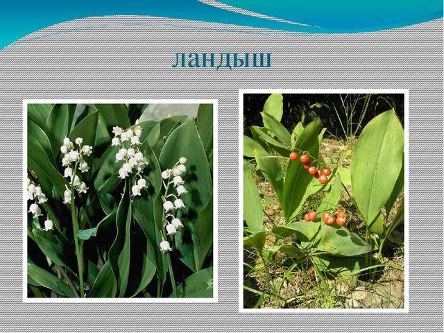 Презентация по ознакомлению с миром природы
