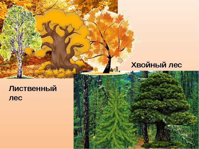 Презентация к занятию "Деревья осенью", старшая группа.