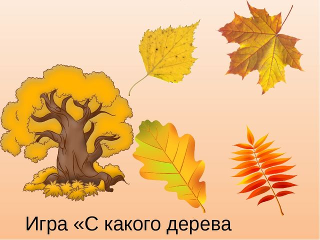 Презентация к занятию "Деревья осенью", старшая группа.