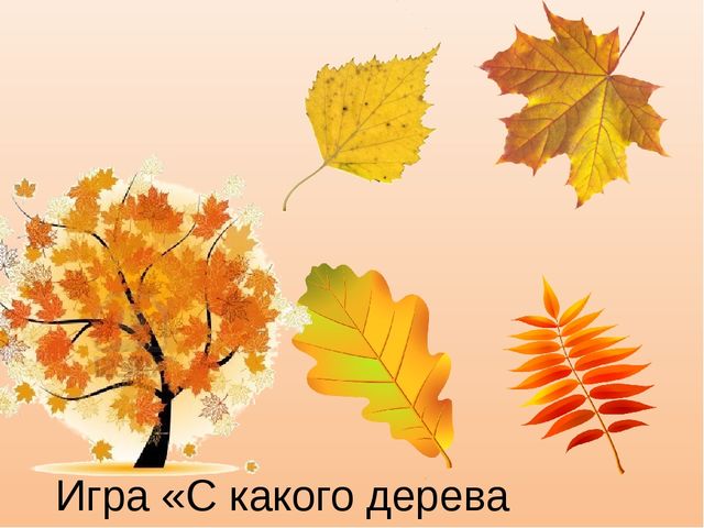 Презентация к занятию "Деревья осенью", старшая группа.
