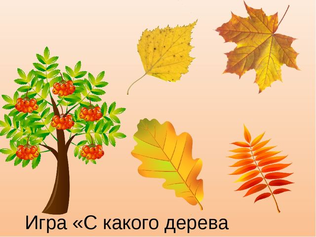 Презентация к занятию "Деревья осенью", старшая группа.