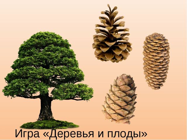 Презентация к занятию "Деревья осенью", старшая группа.