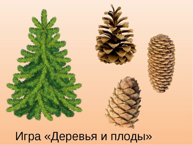 Презентация к занятию "Деревья осенью", старшая группа.