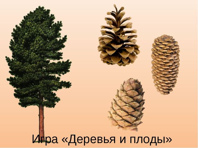 Презентация к занятию "Деревья осенью", старшая группа.