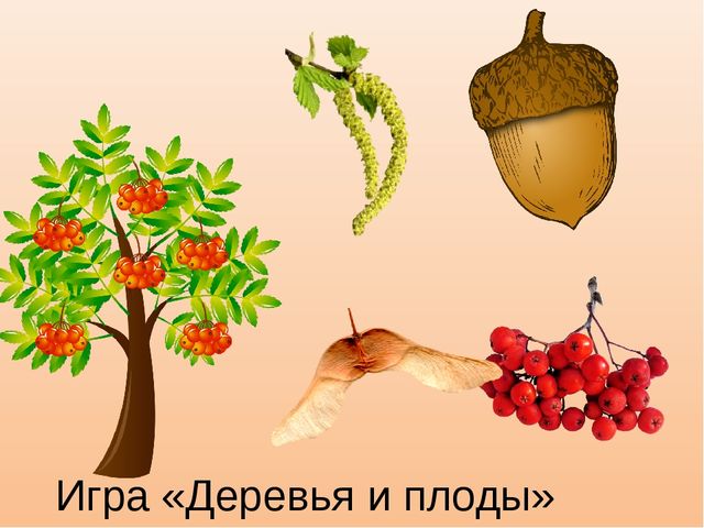 Презентация к занятию "Деревья осенью", старшая группа.